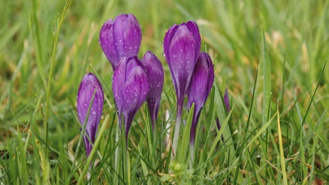 Krokusse im Gras, mit Wassertropfen bedeckt: In RLP kühlt sich das Wetter am Samstag etwas ab, es bleibt aber vergelichsweise mild. 