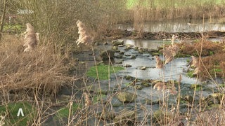 Flusslandschaft in Osthofen Rheinland-Pfalz