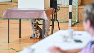 Ein Hund ist mit seinem Herrchen in der Wahlkabine. 