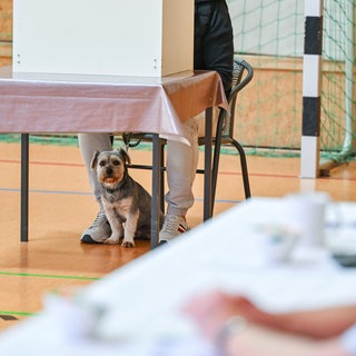 Ein Hund ist mit seinem Herrchen in der Wahlkabine. 