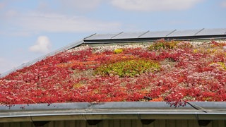 Dachbegrünung, bepflanztes Hausdach, ökologisches Bauen - Ein Thema, das zu den Zielen der Ampelregierung in RLP gehört. 