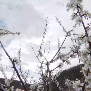 Blüten am Baum in Winningen