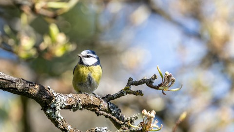 Eine Meise sitzt in einem blühenden Baum in der Sonne