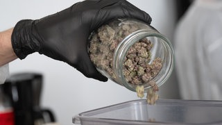 Cannabis-Blüten werden abgemessen.