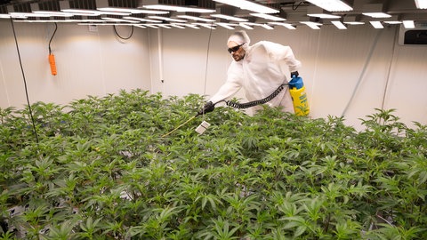 Ein Mitarbeiter düngt die Cannabis-Pflanzen