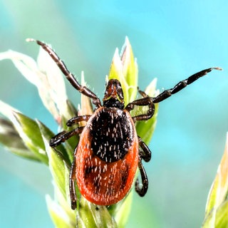 Zecke sitzt auf einem Blütenblatt - Risio einer FSME-Infektion durch Zecken wächst