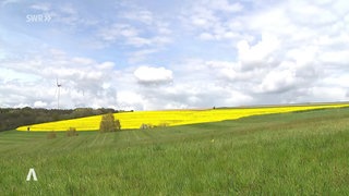 Blühende Landschaft in Olsbrücken