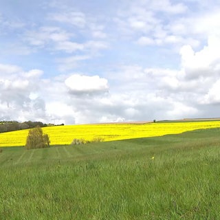 Blühende Landschaft in Olsbrücken