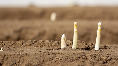 Erste Spargelstangen recken ihre Köpfchen aus dem Boden. 
