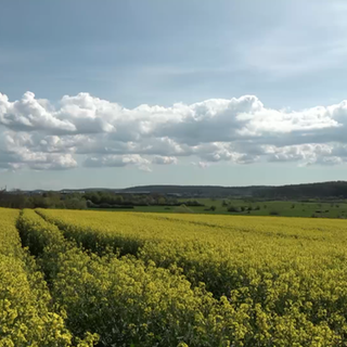 Rapsfelder
