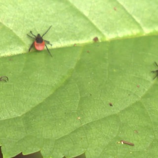 Zecken auf einem Blatt