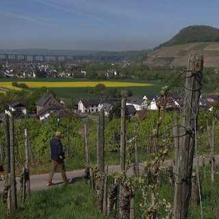 Ein Mann geht mit seinem Hund durch die Reben in Bad Neuenahr-Ahrweiler beim guten Wetter spazieren