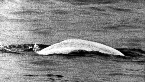 "Moby Dick", der weiße Beluga-Wal, schwimmt durch den Rhein
