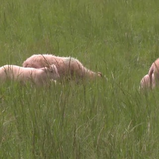 Schafe auf der Wiese bei Römerberg