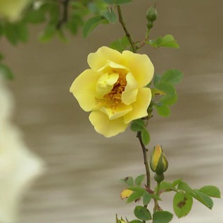 Blumen aus dem Park