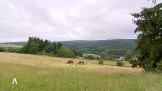 Pferdekoppel in Lorscheid