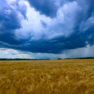 Dunkle, bedrohliche Gewitterwolken ziehen an einem Sommertag über ein weites Getreidefeld. In RLP drohen nach der Rekordhitze Unwetter.