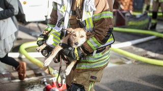 Ein geretteter Hund liegt in den Armen eines Feuerwehrmannes. Tierrettung gehört zu den Aufgaben der Feuerwehr, vor allem, wenn Tiere in Gefahr sind.