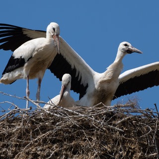 Störche im Nest