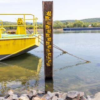 Historisches Niedrigwasser am Rhein: Der Pegel Oberwinter liegt bei nur noch 7 cm, der Grund ist deutlich erkennbar. Die Pegellatte selbst ist erst ab einem Stand von 40 cm ablesbar.