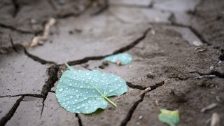Wochenlange Trockenheit setzt Feldern, Wäldern und Flüssen in Rheinland-Pfalz zu. Wie viel Regen braucht es jetzt - und wie viel wird es geben?