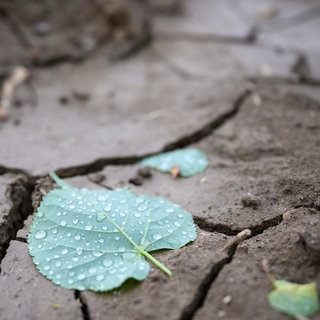 Wochenlange Trockenheit setzt Feldern, Wäldern und Flüssen in Rheinland-Pfalz zu. Wie viel Regen braucht es jetzt - und wie viel wird es geben?