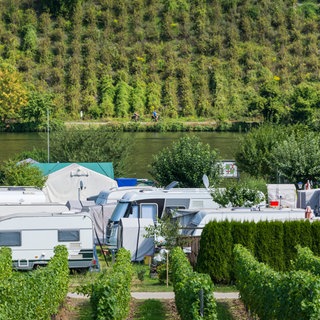 Wohnwagen und Wohnmobile stehe an der Mosel auf einem Campingplatz. Im Hintergrund ist ein Weinberg zu sehen.