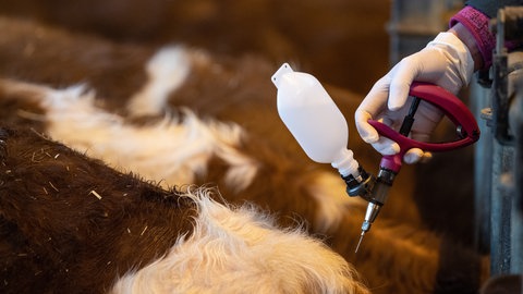 Eine Veterinärin impft ein junges Rind gegen die Blauzungenkrankheit (Archivbild).
