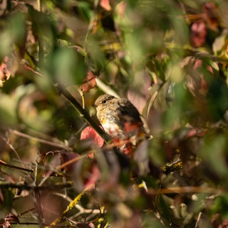 Ein Rotkehlchen hält sich bei Morgenlicht in einer Hecke an einem Zweig fest. Am 1. September ist meteorologischer Herbstanfang.