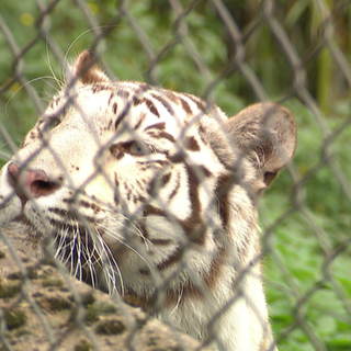 Weißer Tiger in neuem Gehege