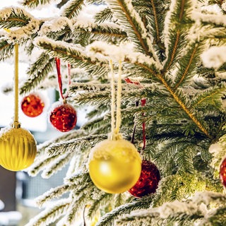 Ein festlich geschmückter Weihnachts baum. Gibt es davon genug in diesem Jahr? Im heißen und trockenen Sommer haben viele Bäume gelitten.