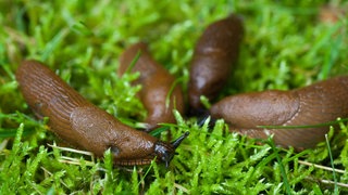 Nacktschnecken auf dem Rasen