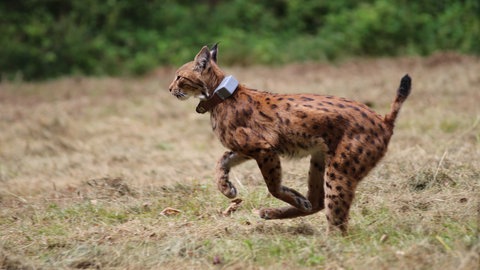 Ein Luchs bei seiner Freilassung im Pfälzerwald.