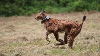 Ein Luchs bei seiner Freilassung im Pfälzerwald.