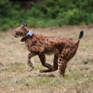 Ein Luchs bei seiner Freilassung im Pfälzerwald.