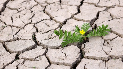 Durchsetzungsvermögen von Gänsefingerkraut - blühende Pflanze im ausgetrockneten Boden