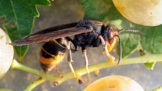 Asiatische Hornisse breitet sich auch im Westen der Pfalz aus