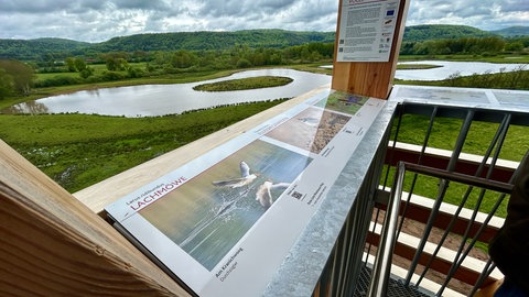 Ein einmaliger Blick entlohnt für den Gang die 104 Treppenstufen nach oben auf den Erlebnisturm Kranichwoog in Hütschenhausen. 