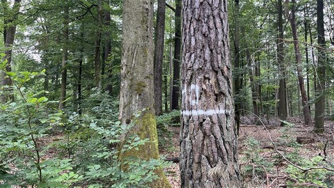 Der Pfälzerwald bei Trippstadt.