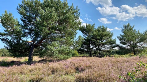 Die Mehlinger Heide in voller Blüte im Spätsommer
