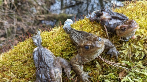 Waschbär breitet sich in der Westpfalz aus.