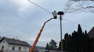 Die Pfalzwerke Netz AG entfernt ein Storchennest von einem Strommast am Bahnhof Theisbergstegen im Kreis Kusel.