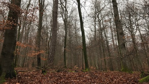Der Pfälzerwald bei Schmalenberg.