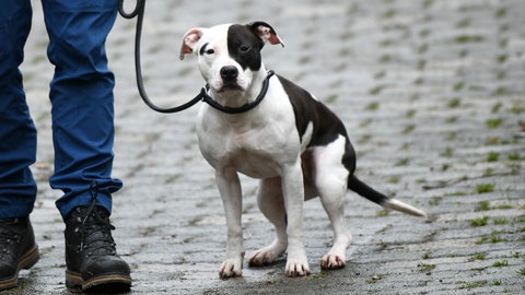 Ein "American Staffordshire Pitbull-Mix" hat nach Angaben der Polizei eine 17-Jährige in einer Wohnung in der Verbandsgemeinde Rodalben angegriffen. Symbolbild.