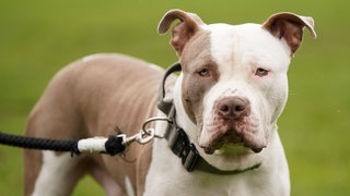 pit bull