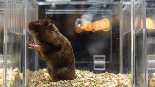 In Kaiserslautern wurde ein toter Hamster von einem Balkon gestohlen.