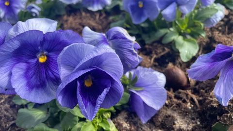 Blumenbeet mit Stiefmütterchen 