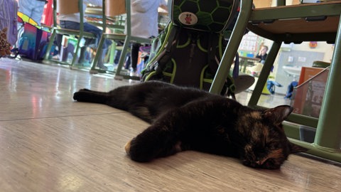 Eine Klassenkatze, das ist in der Grundschule Imsbach Alltag