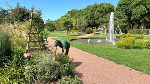 Der Rosengarten Zweibrücken bereitet sich auf Hitze und Unwetter vor und passt Pflanzen und Beete an.