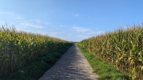 Ein Maisfeld auf der Wattweiler Höhe im September